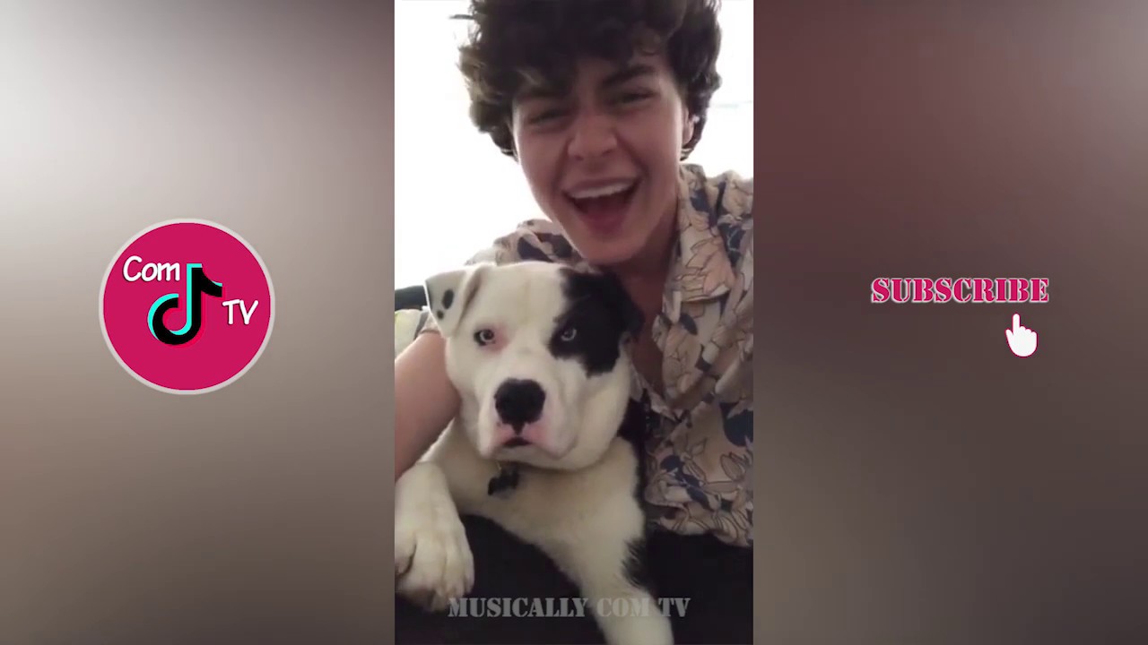 What's The Prob | Dog Challenge TikTok Compilation 2019
