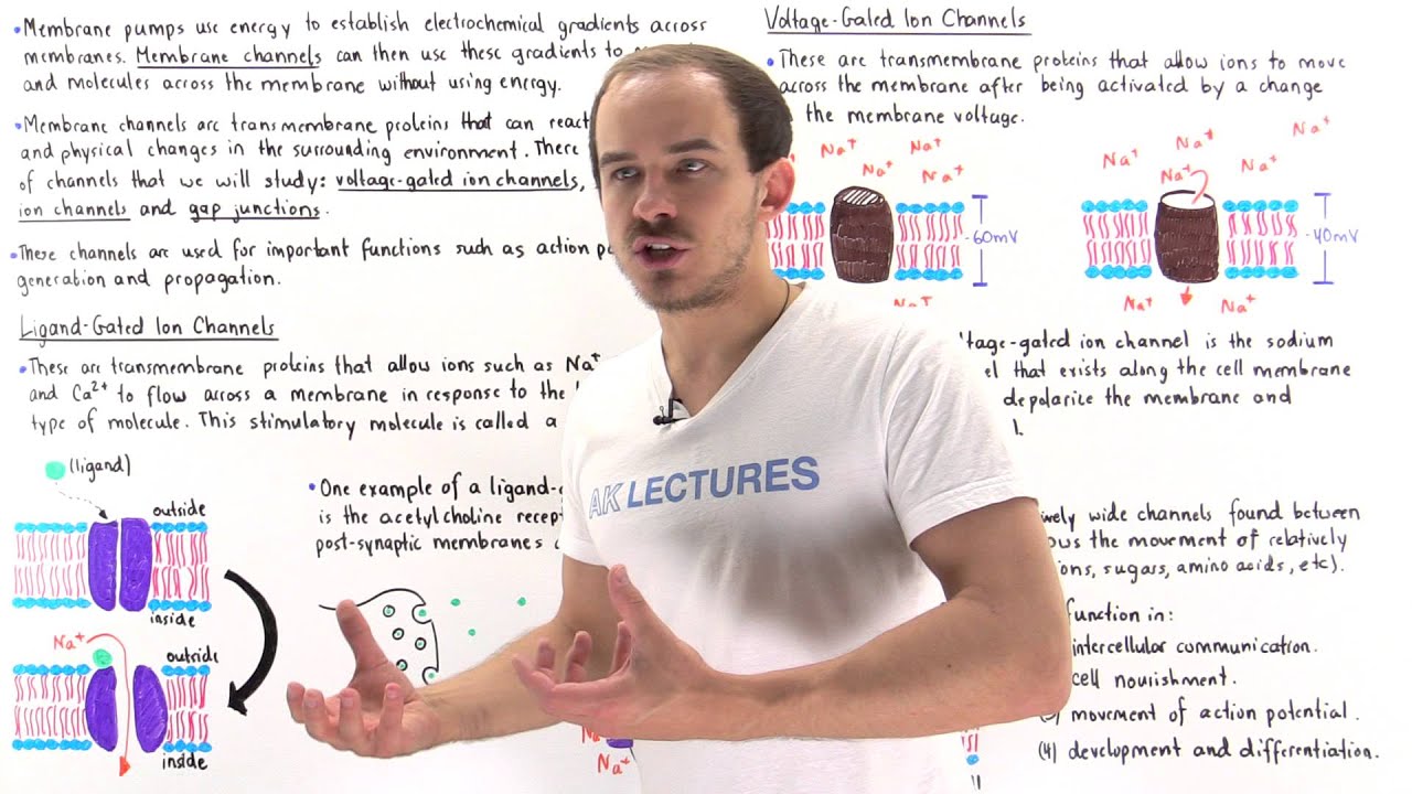 Membrane Channels