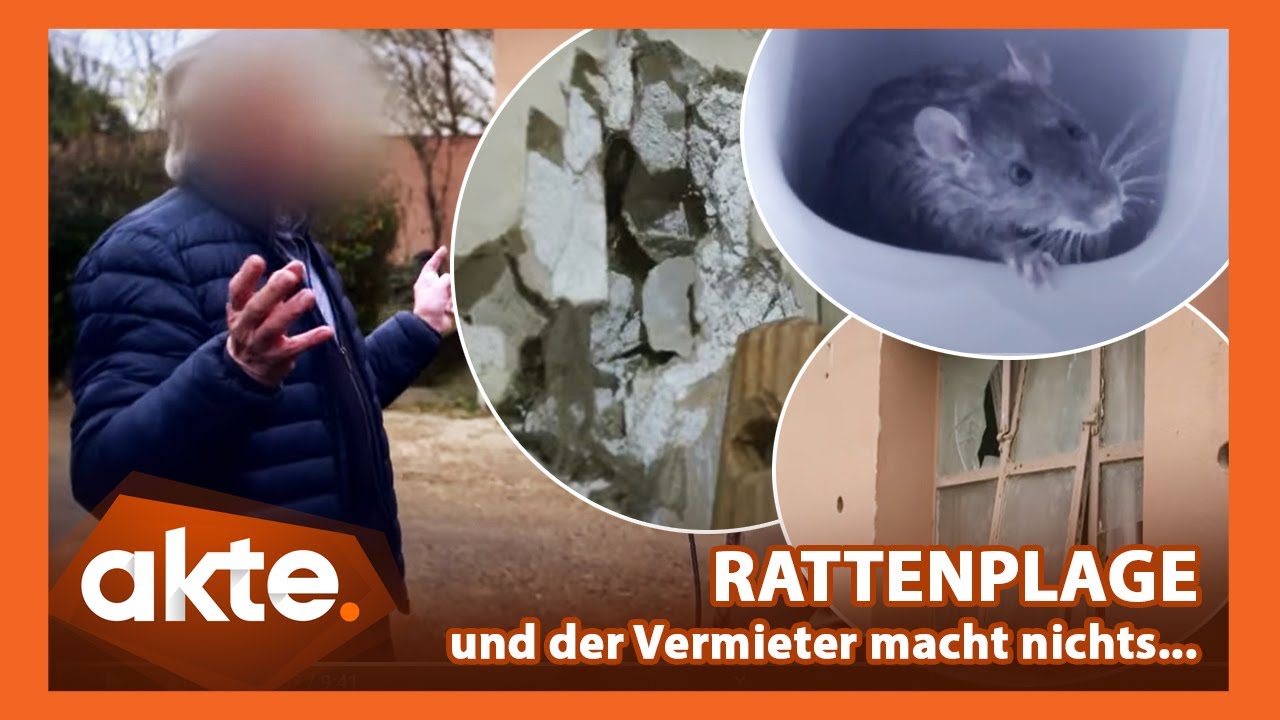 Wasser im Keller, Schimmel und ÜBERALL RATTEN. Bewohner erzählen von der Rattenplage | Akte | SAT.1