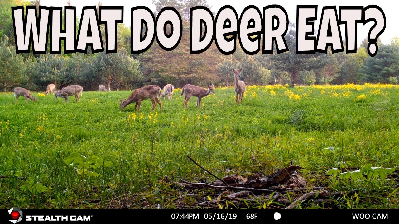 BEST FOOD FOR DEER - WHAT DO WHITETAIL DEER LIKE TO EAT
