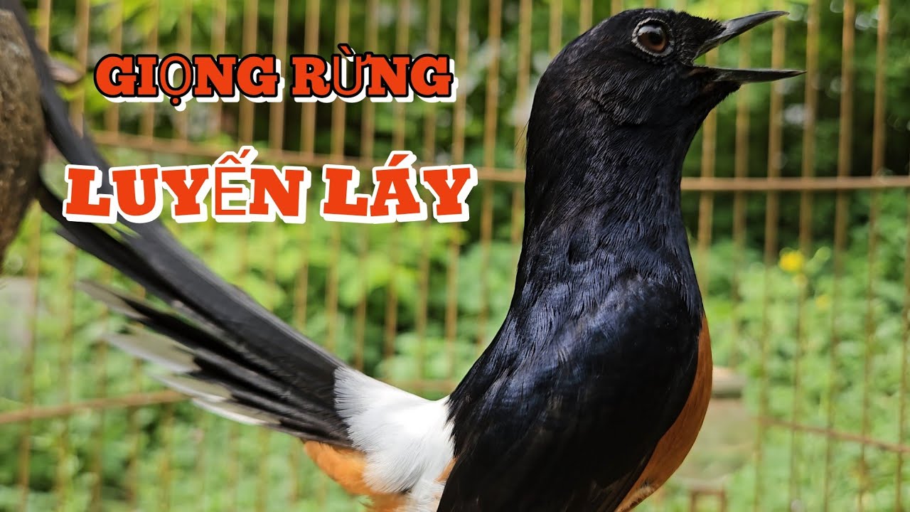 Chòe lửa già rừng hót giọng rừng luyến láy #choeluahotgiongrung #muraibatu