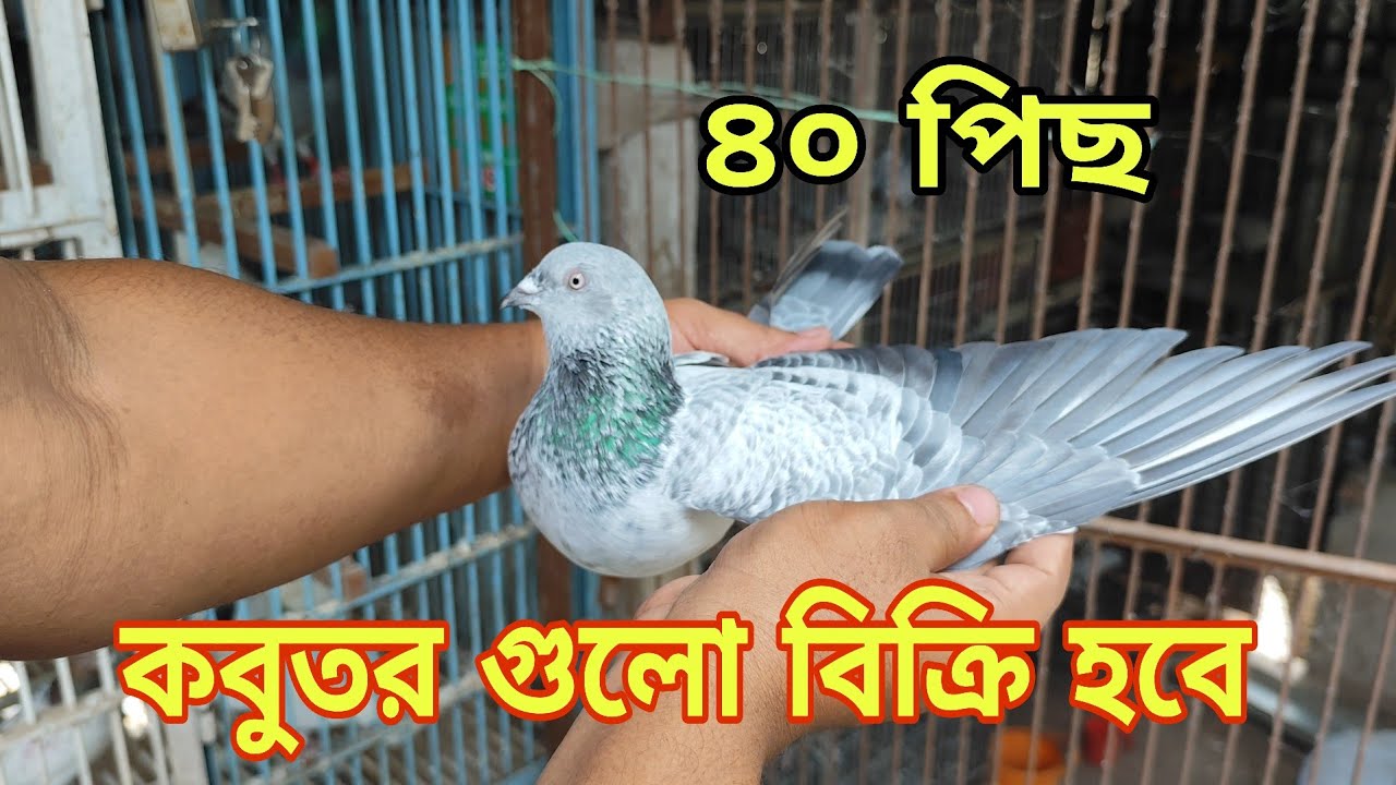 Pigeons for sale at 40 per pigeon 