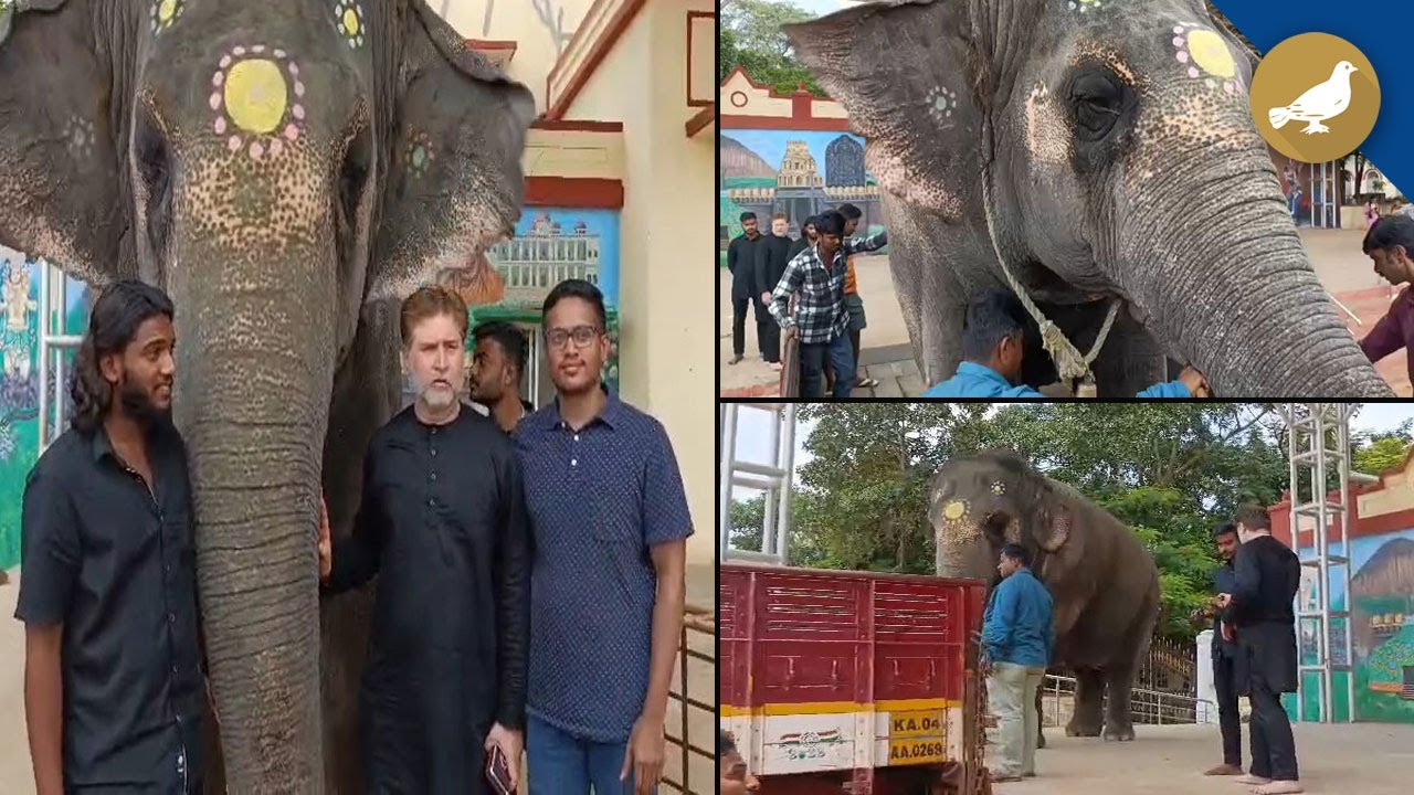 Elephant for Bibi Ka Alam Muharram procession arranged