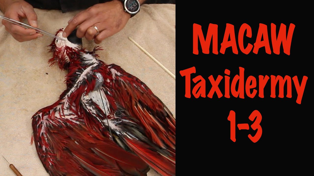Macaw Taxidermy. Green winged Macaw. 1-3