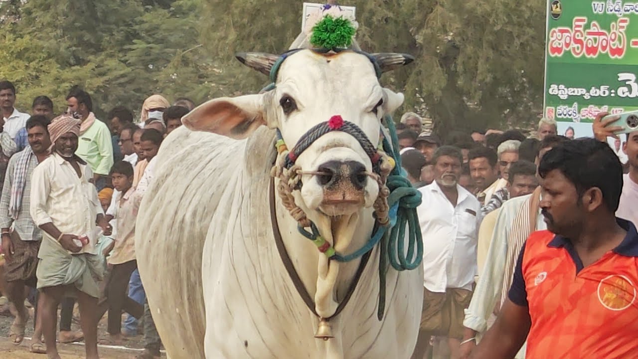 6 జత SSR బుల్స్ సుంకి సురేందర్ రెడ్డి గారు ASP,హుజూర్నగర్ Jr.గాండీవ🐯 వీరనరసింహరెడ్డి🦁