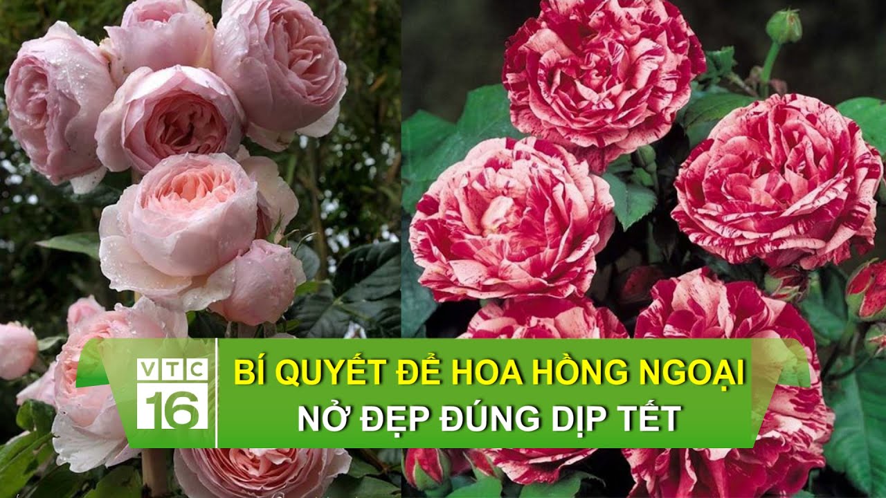Bí quyết để hoa hồng ngoại nở đẹp đúng dịp Tết | VTC16