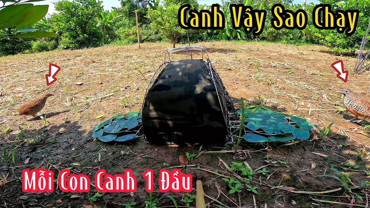 2 Đầu Đứng Canh 2 Con Rồi Chạy Đâu Bây Giờ | Đam Mê Săn Bắt