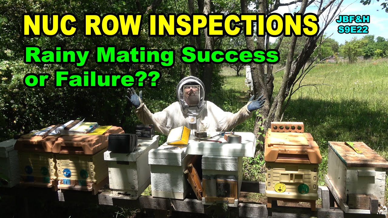 Grafted Queen Nuc Row Inspections S9E22 #beekeeping