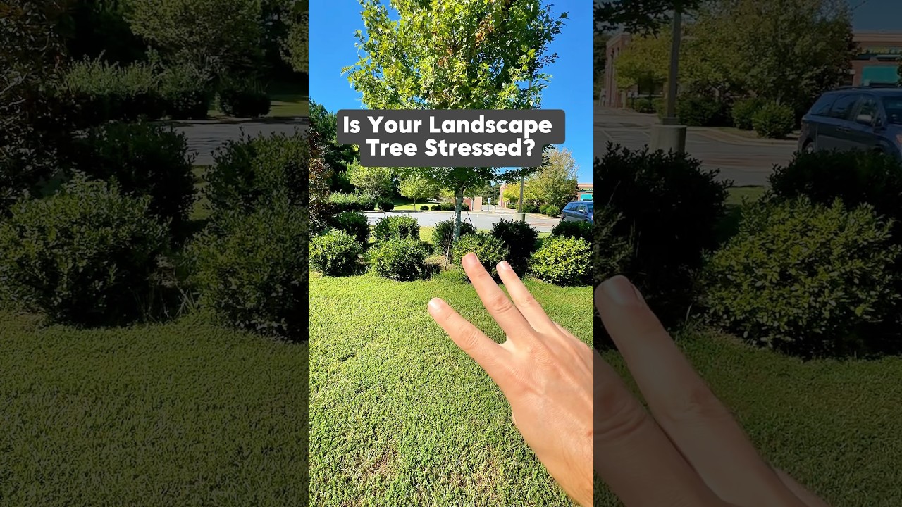 Is your landscape trees stressed? #Shorts #Landscaping #Trees #Gardening