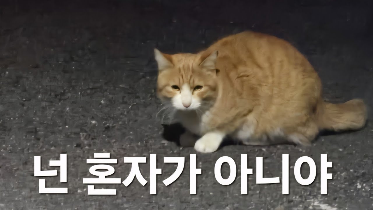 명절연휴에도 밥먹자 #반려동물 #고양이 #라이브