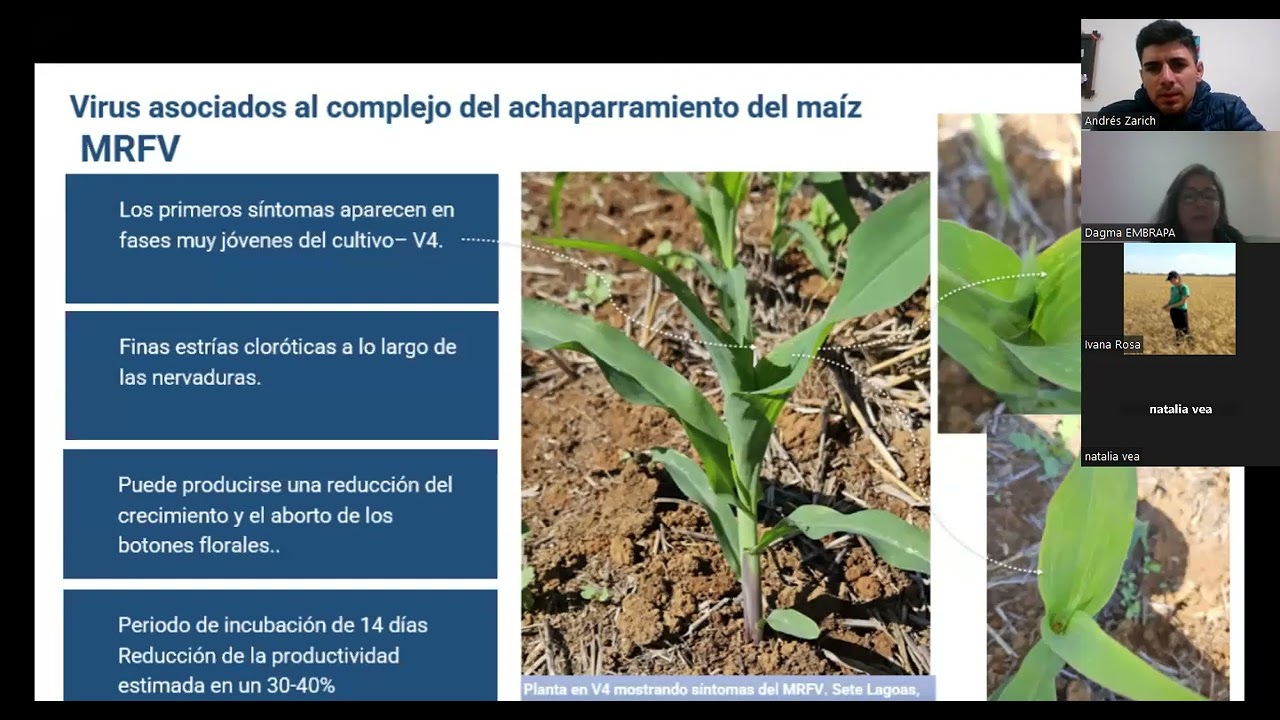 SPIROPLASMA EN MAÍZ: INTERCAMBIANDO EXPERIENCIAS🌽