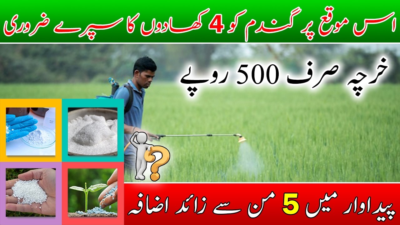 Wheat foliar formula| wheat master fertilizer formula| wheat micro nutrients formula| گندم پر سپرے