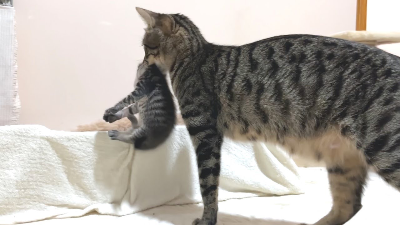 Когда я вынул котенка, который хотел выбраться из коробки, мама-кошка мгновенно вернулась обратно.