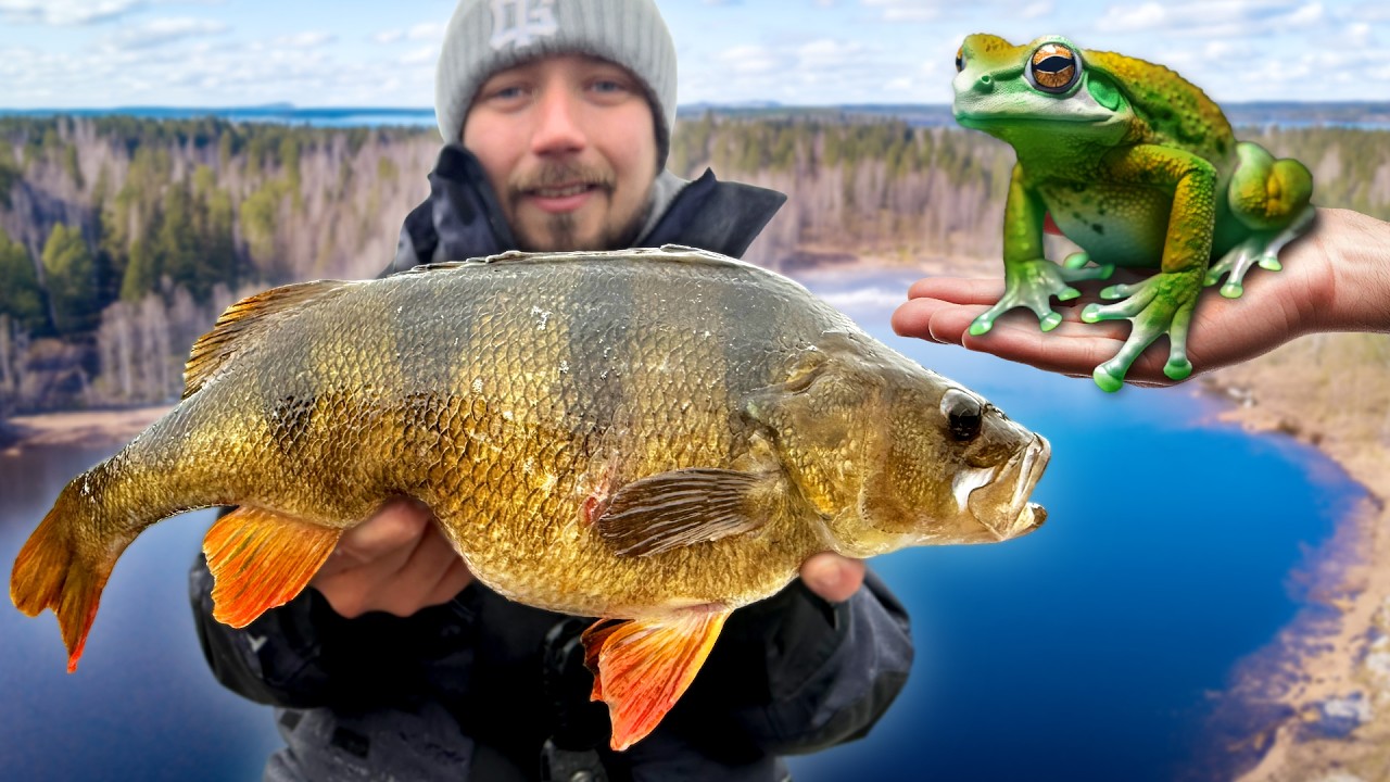 HOW TO CATCH BIG PERCH – Tips for Pros and Beginners