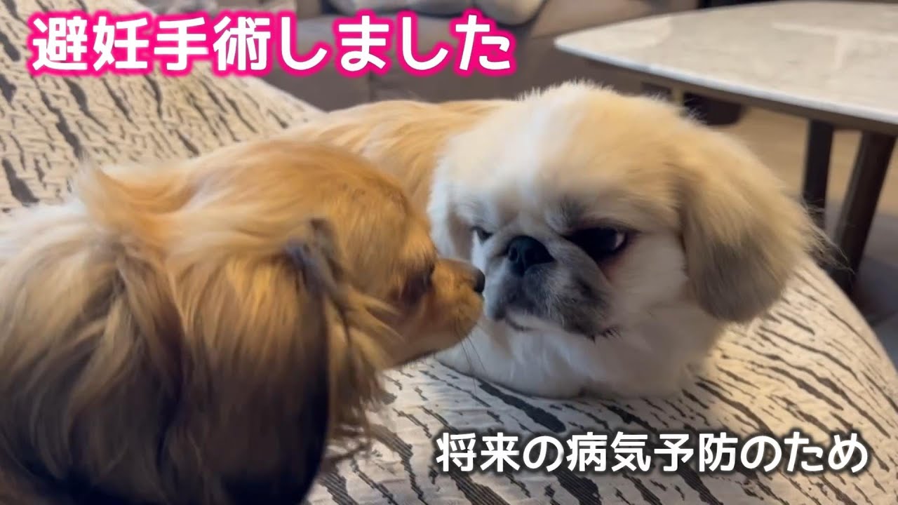 るぱ 避妊手術しました。将来の病気予防のため【チワックスとペキシーズー】chifuachshund&pekishihzu