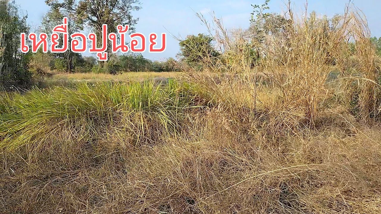 เอาเรื่องครับ เหยื่อปู + น้ำยากันมดสูตรปรับปรุงใหม่
