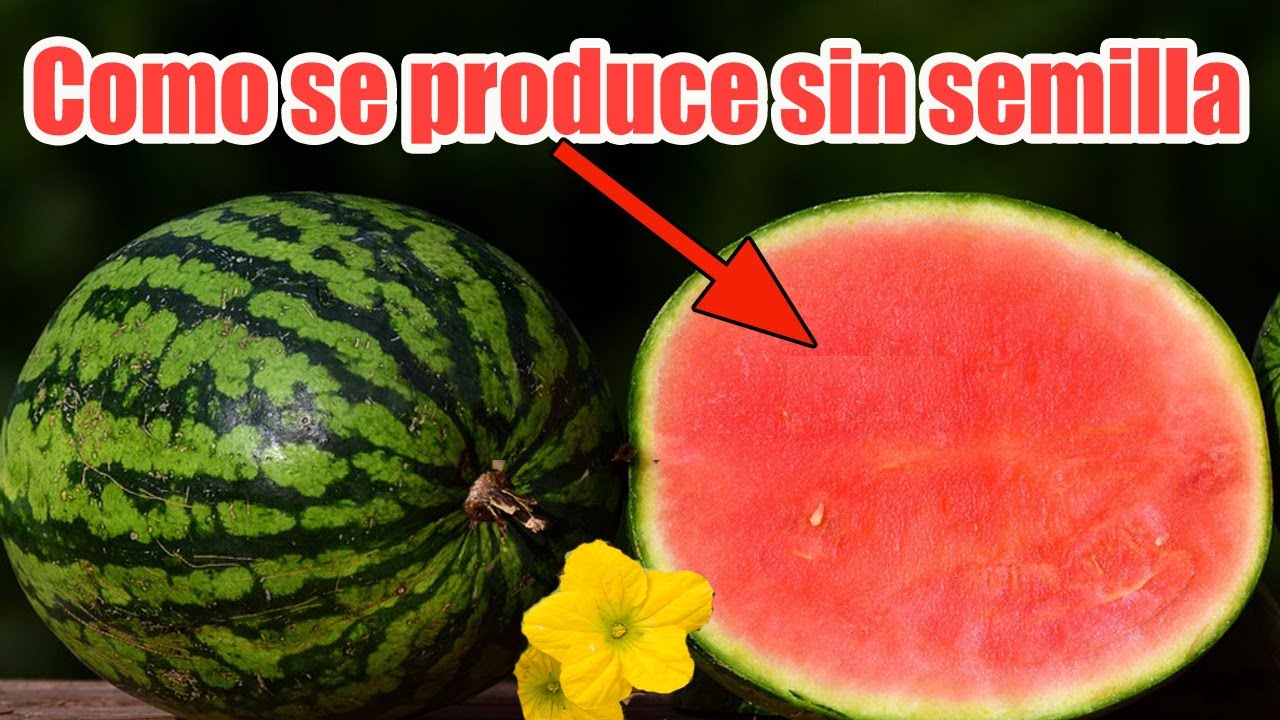 Como obtienen SANDIAS SIN SEMILLA sandias sin pepita