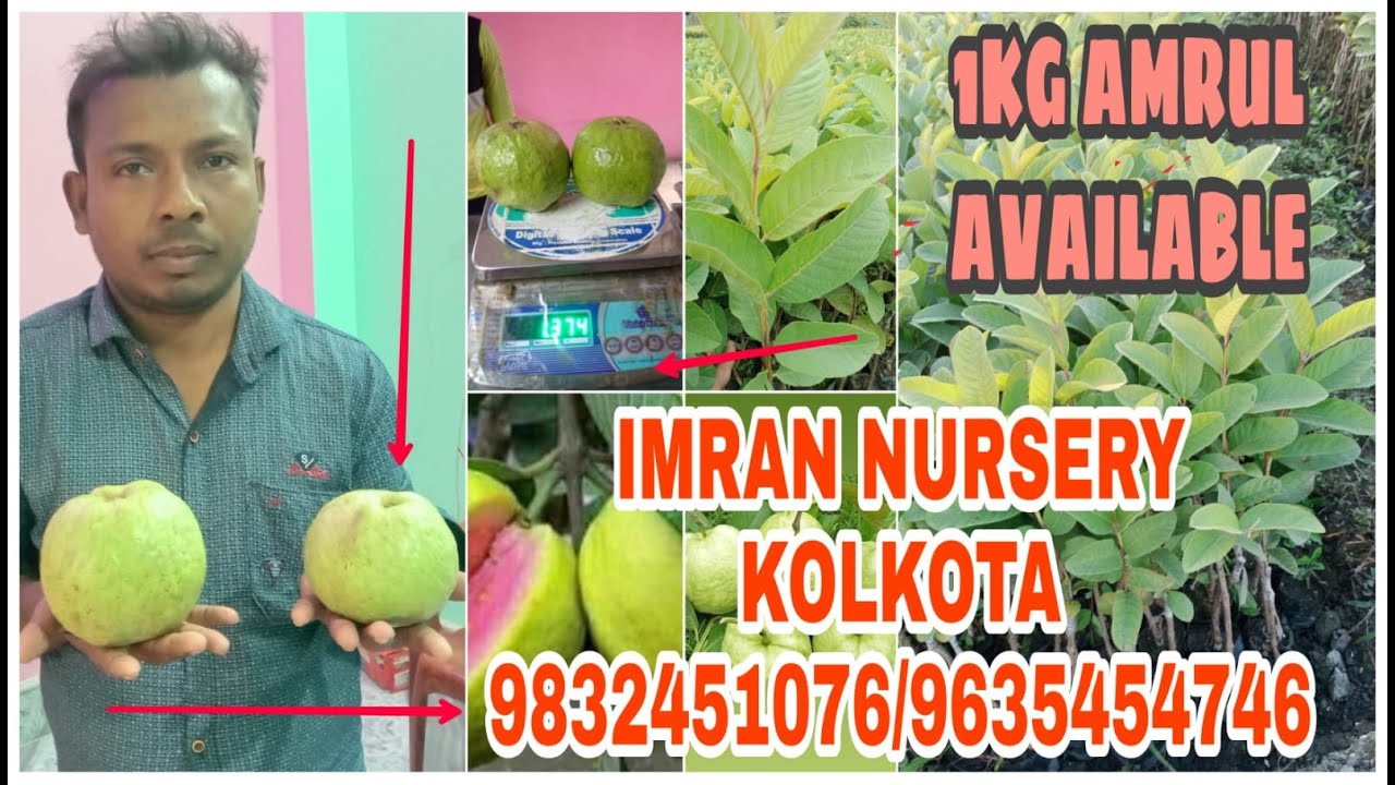 1 KG GUAVA PLANT। AVAILABLE IMRAN NURSURY KOLKATA |9832451076\9635457746
