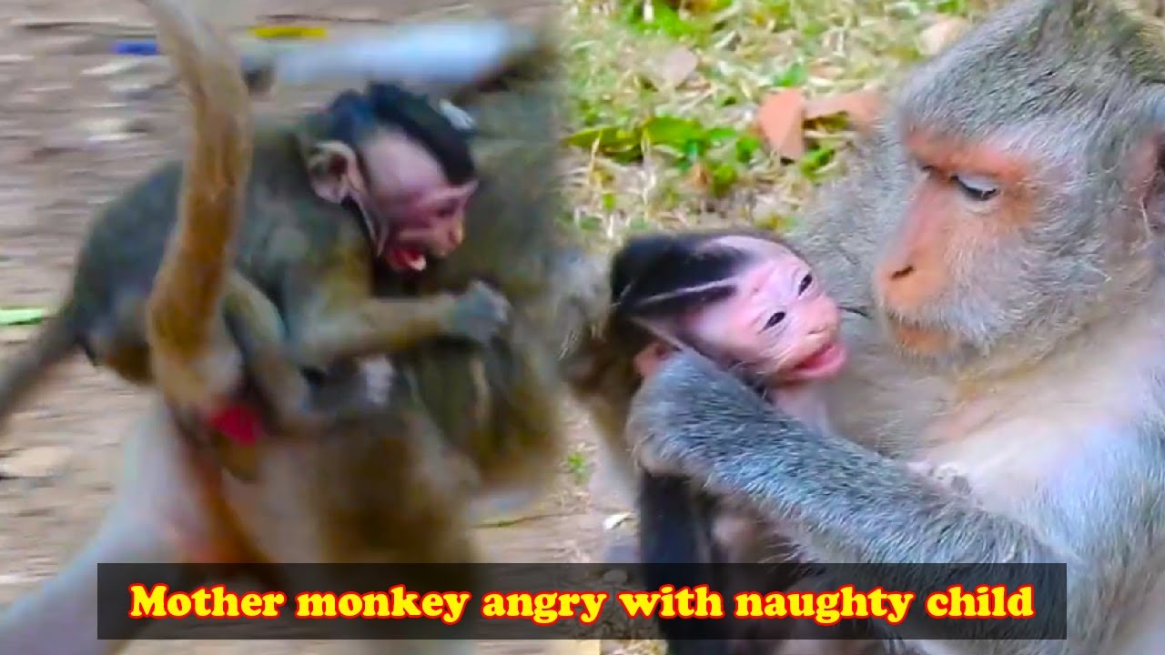The mother monkey was extremely annoyed when the baby monkey kept clinging to her.