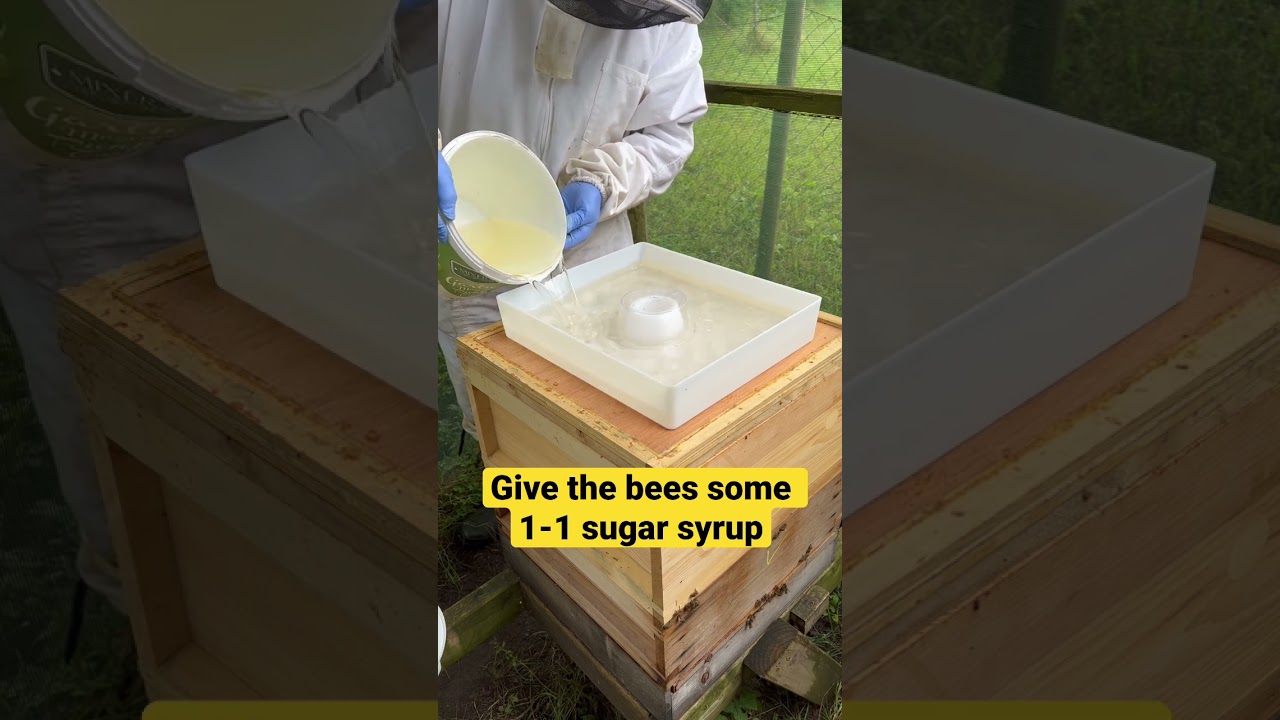 Feeding the bees some 1-1 sugar syrup