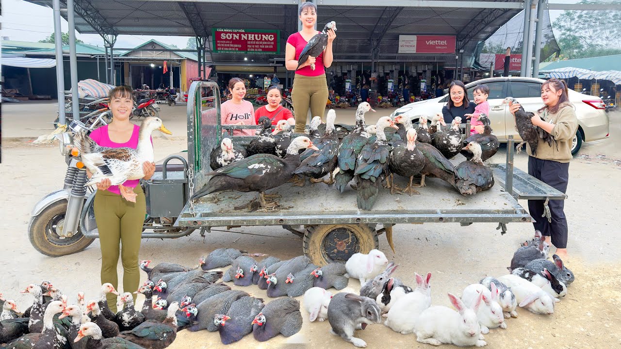 REWIND TIMALSPE --466 Days Harvest A Lot Of Geese And Ducks Goes To Countryside Market Sell