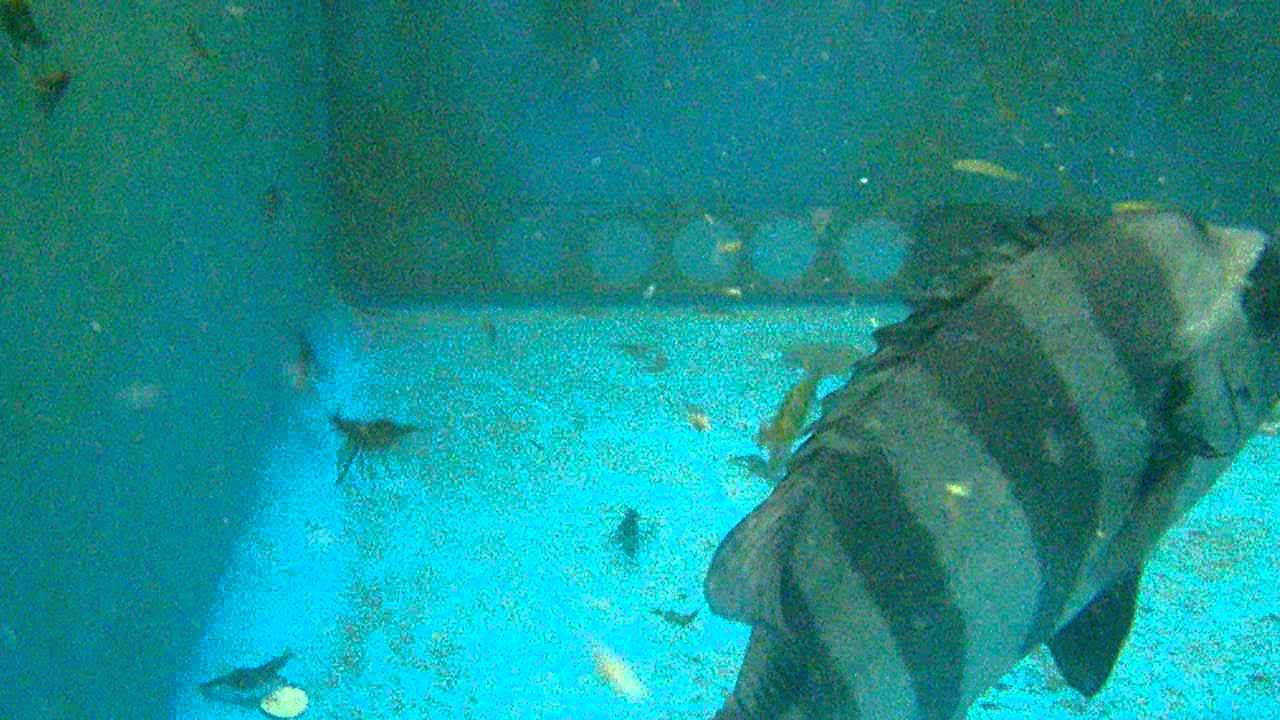 イソスジエビ　アゴハゼを水槽へ投入