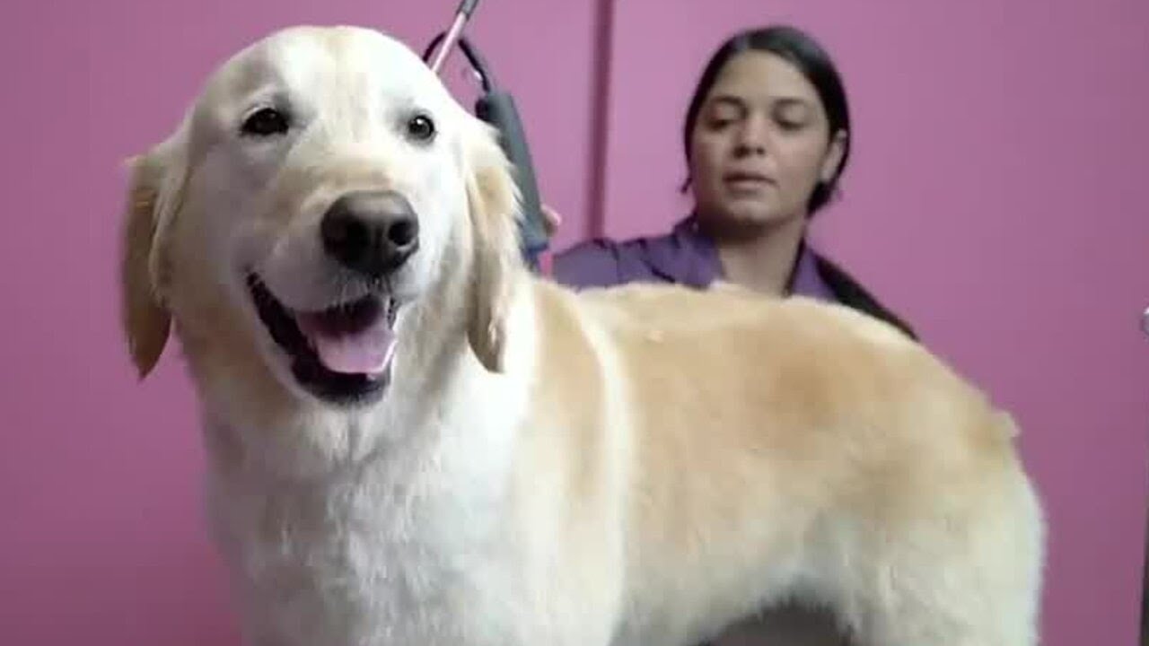Tips For Boarding Your Dog While You&rsquo;re On Vacation
