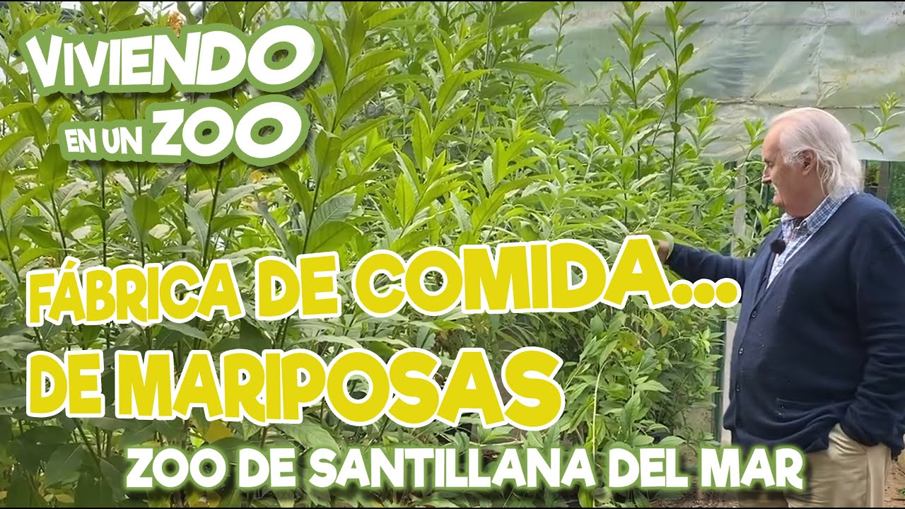 Fábrica de comida... De mariposas