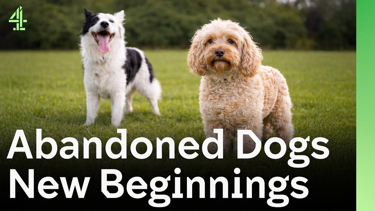 Abandoned Dogs Find New Beginnings | The Dog House 🐶