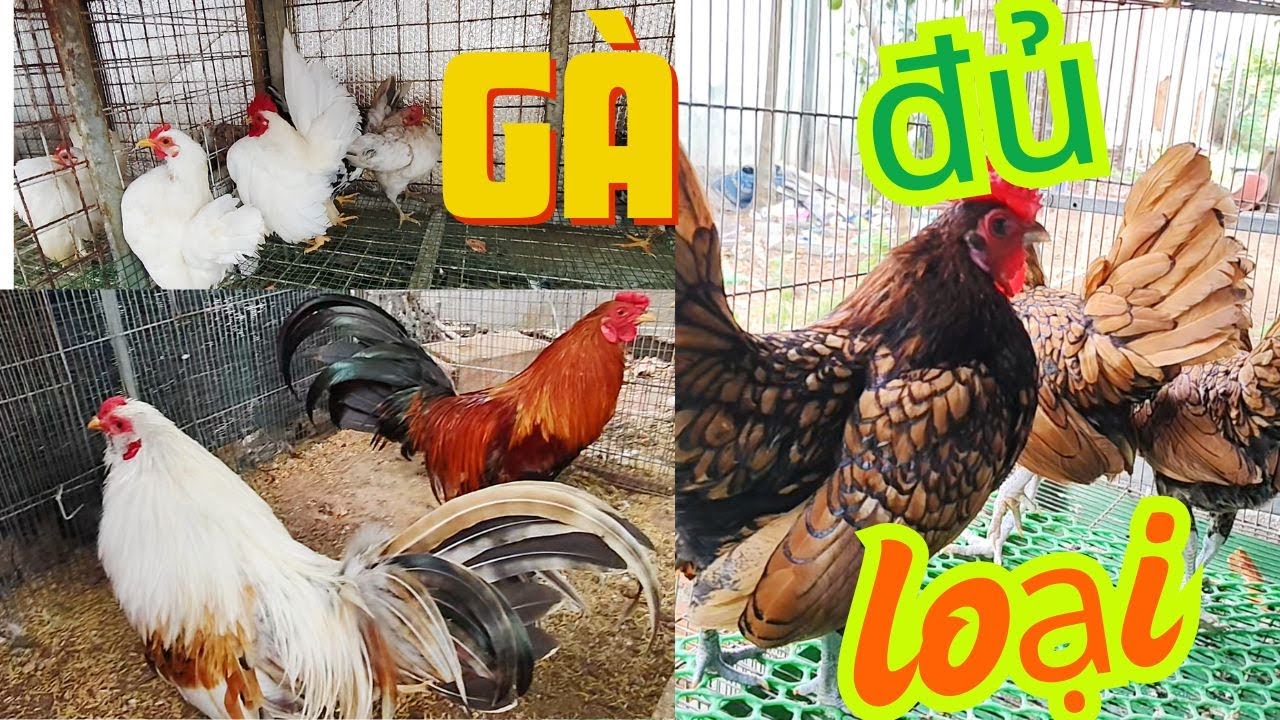 mua gà thái sinh sản về làm giống và gà serama