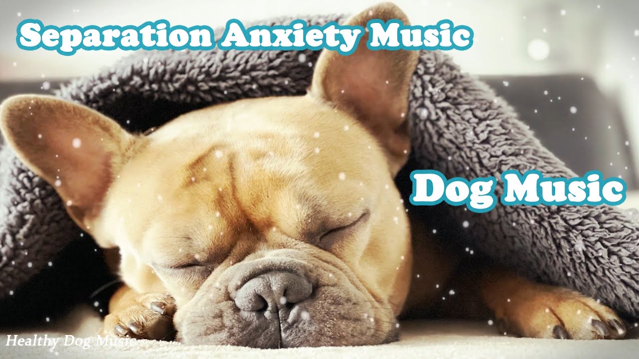 Музыка для собак Deep Sleep🐶💖Музыка для собак при разлуке🐶🎵Музыка для собак во сне🐶