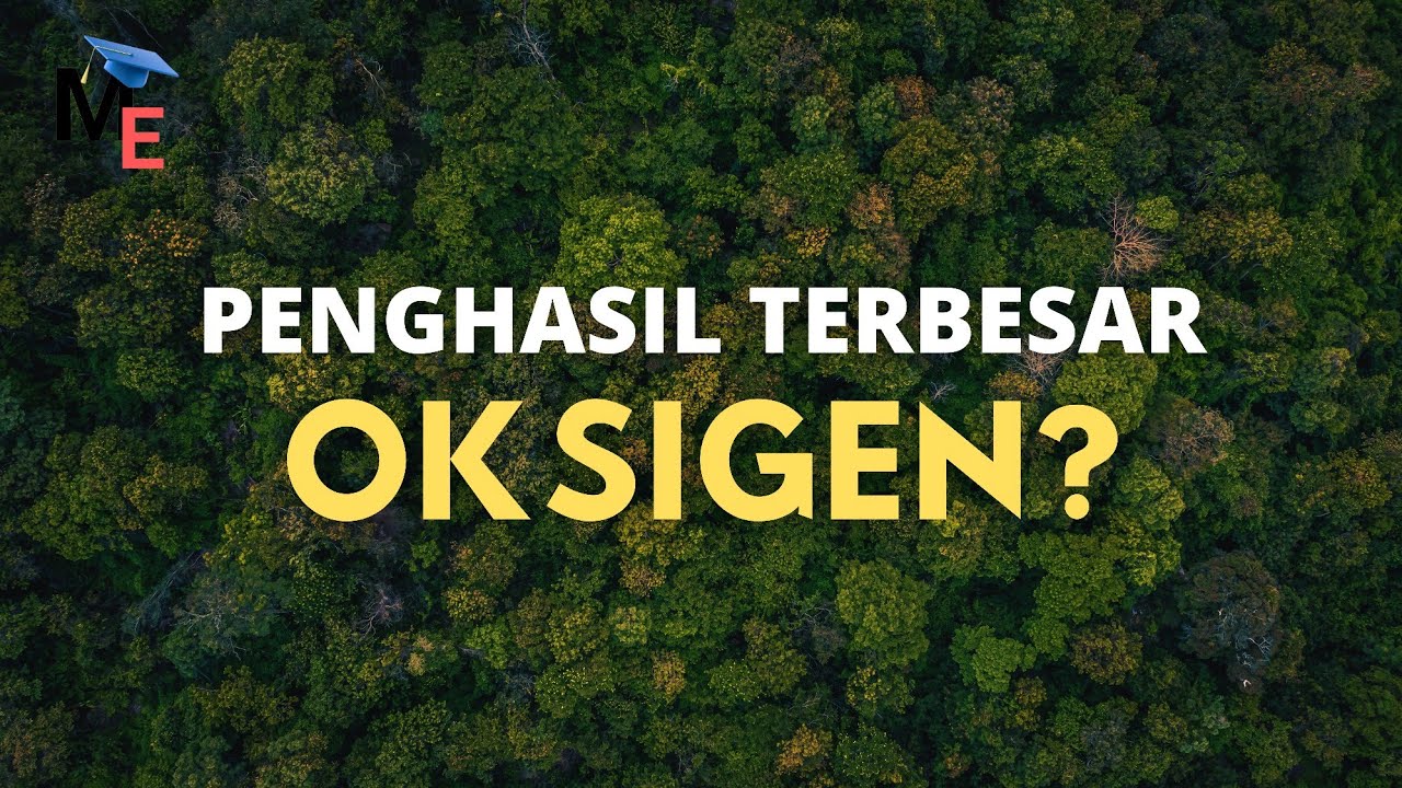 Benarkah Pohon Penyumbang Oksigen Terbesar? Apa iya?