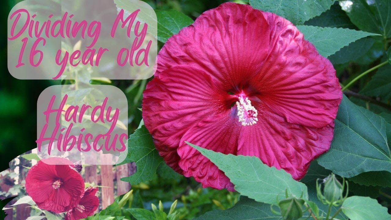 Dividing My 16 Year Old Hardy Hibiscus
