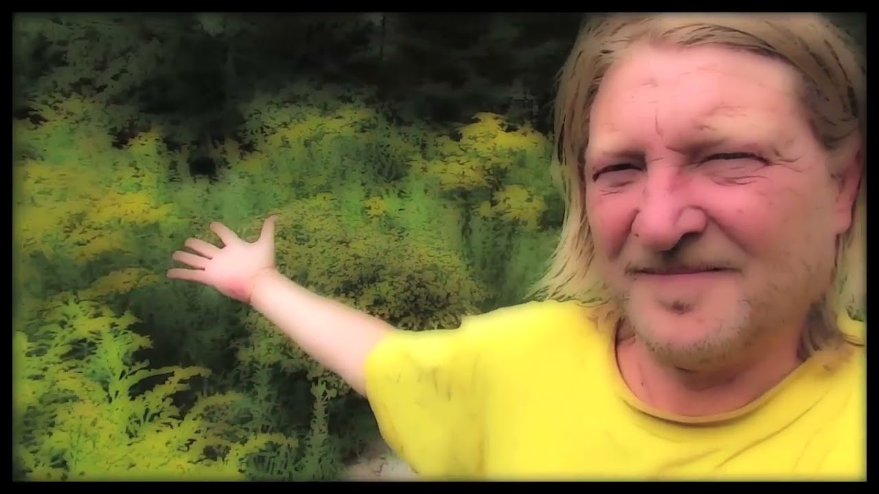 Feed the Bees and save your Life
