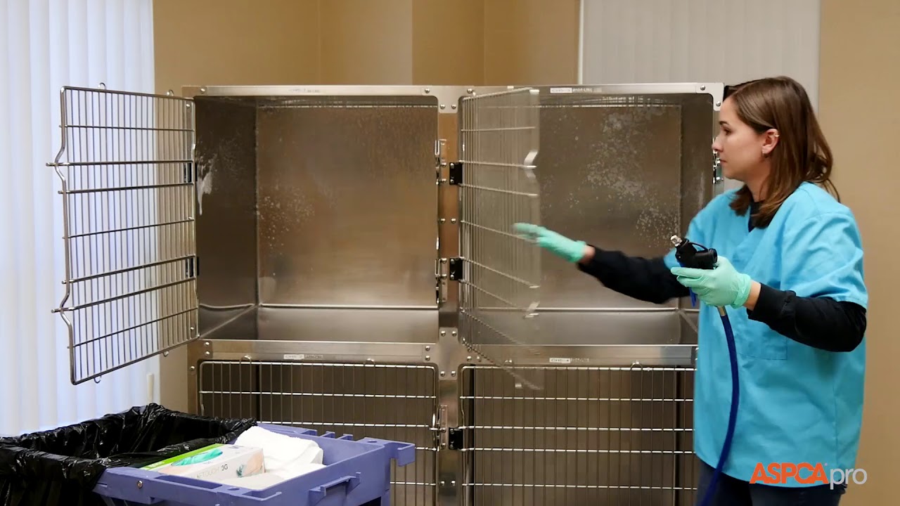 Shelter Medicine: Deep Cleaning For Cat Kennels