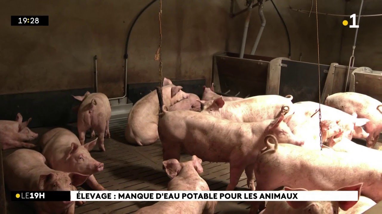Cet éleveur de Saint-Joseph est sans eau depuis lundi