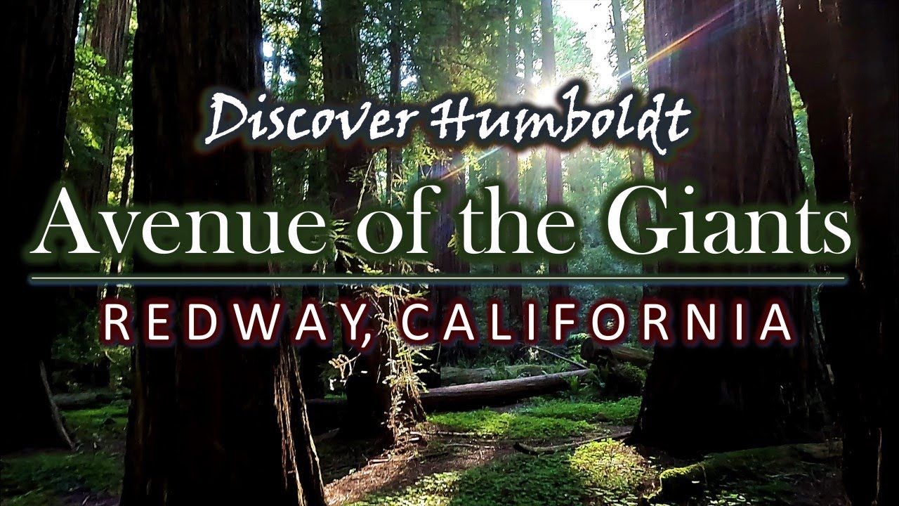 Discover Humboldt: Avenue of the Giants | Redway, California