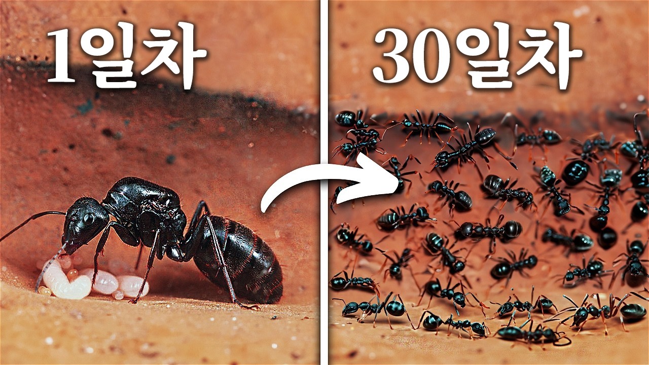 30일 동안 개미 군집 시뮬레이션하기