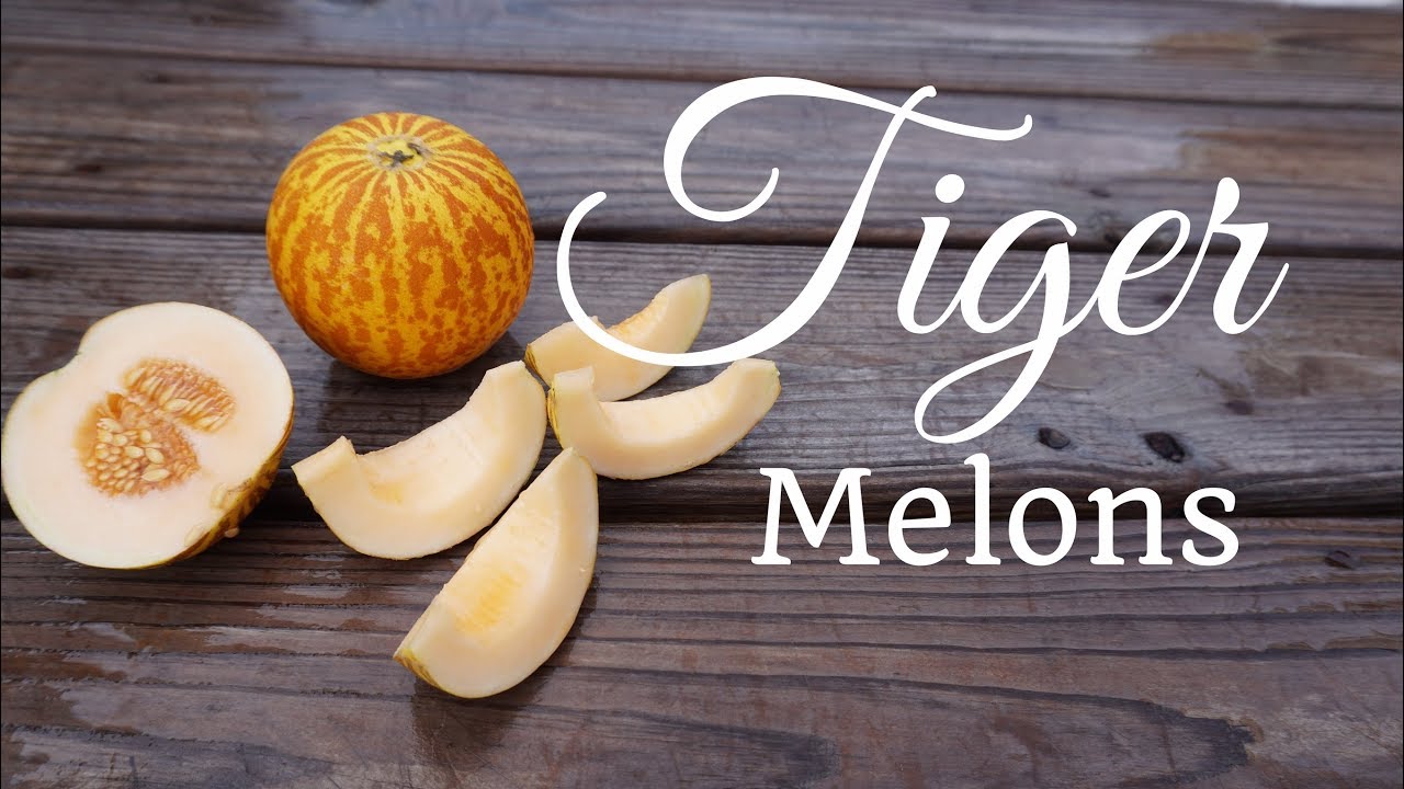 How to Grow Tiger Melons (Vertically on a Trellis)