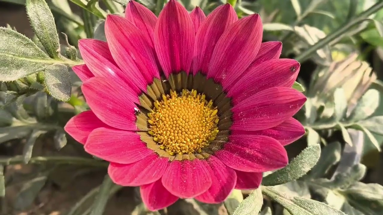 Yah 6 plant lagaiye aapke garden mein phool hi phool hogi