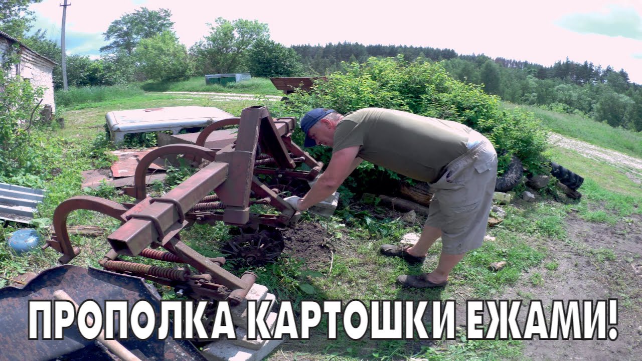 Прополка картофеля ежами