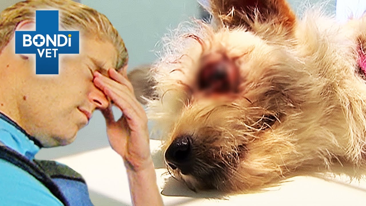 Dog's Head Crushed By Car Tyre 😢 | Bondi Vet Clips | Bondi Vet