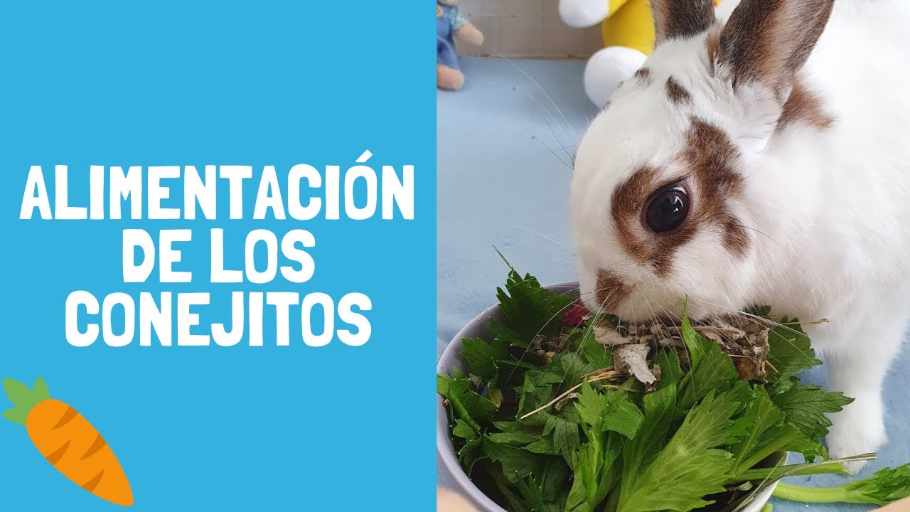 ¿Qué comen los conejos? TODO sobre la alimentación y tips 🐰🥬 Pistachio el conejito