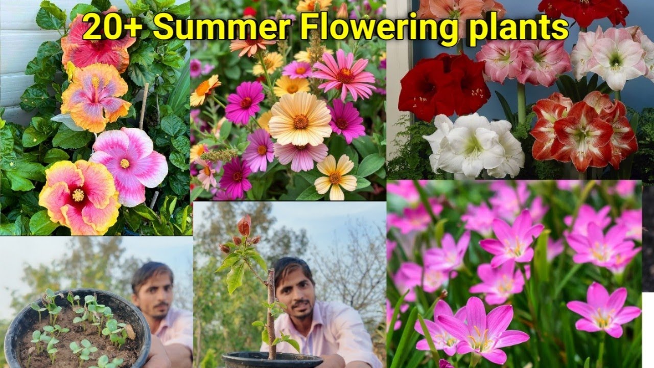 20+ Summer flowering plants | गर्मियों में लगाए जाने वाले फूलों वाले पौधे #gardening #flowers