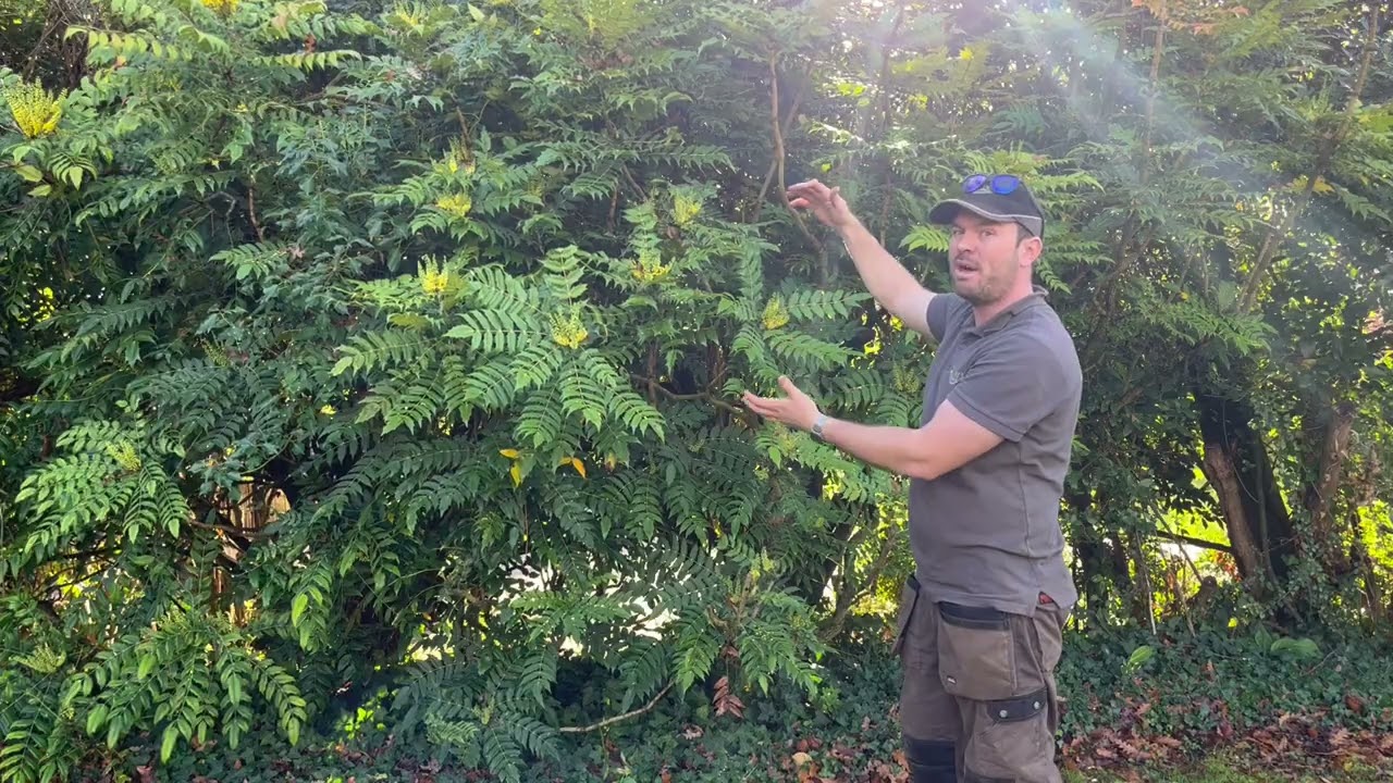 All About Mahonia!
