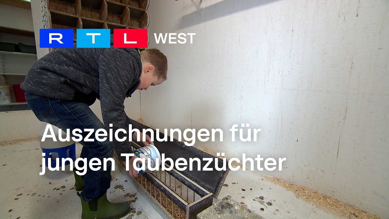 Junger Taubenzüchter: Siebenjähriger aus Stemwede staubt Preise ab | RTL WEST, 08.01.2024
