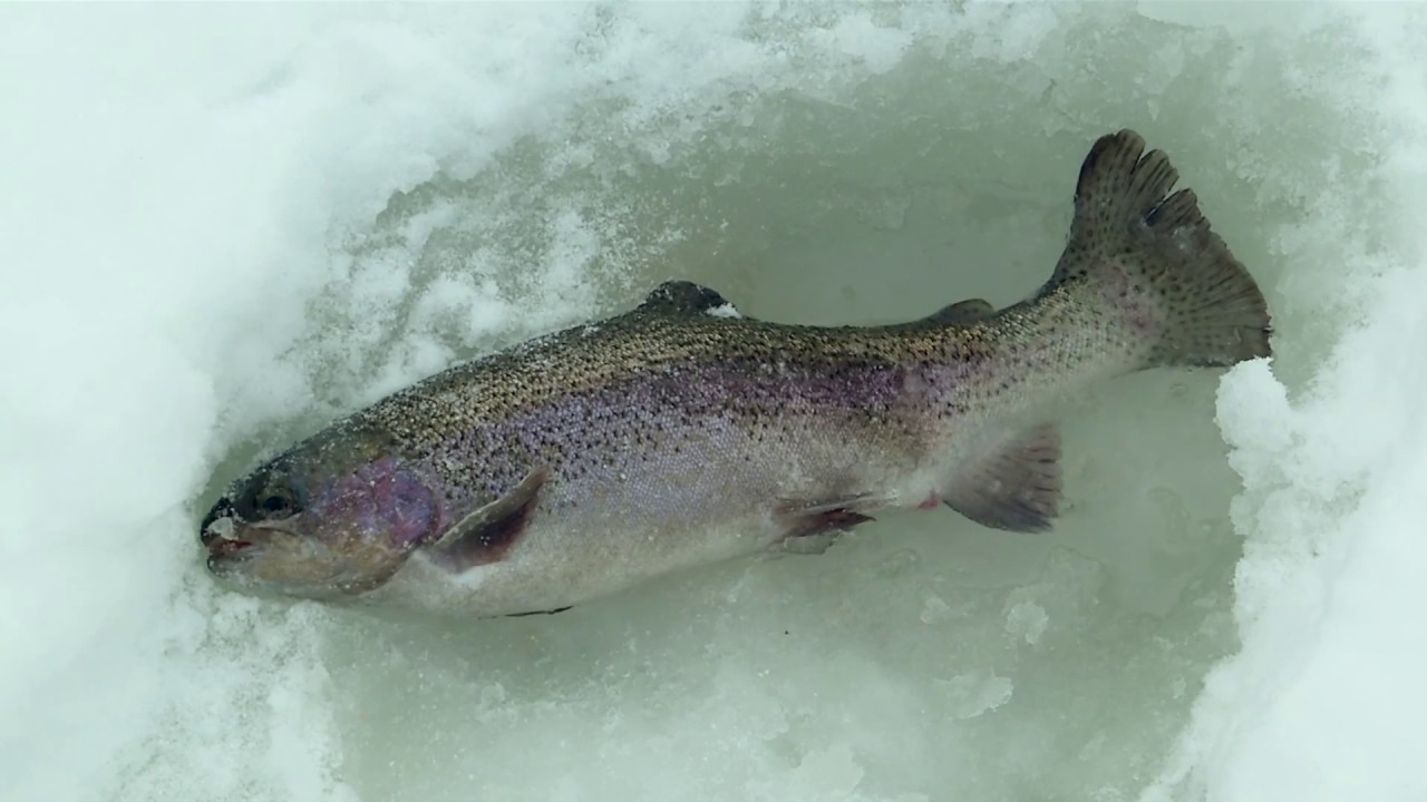 Форелевая рыбалка со льда на «платнике» \ Видеокарта уловистых мест России. Сезон 7.