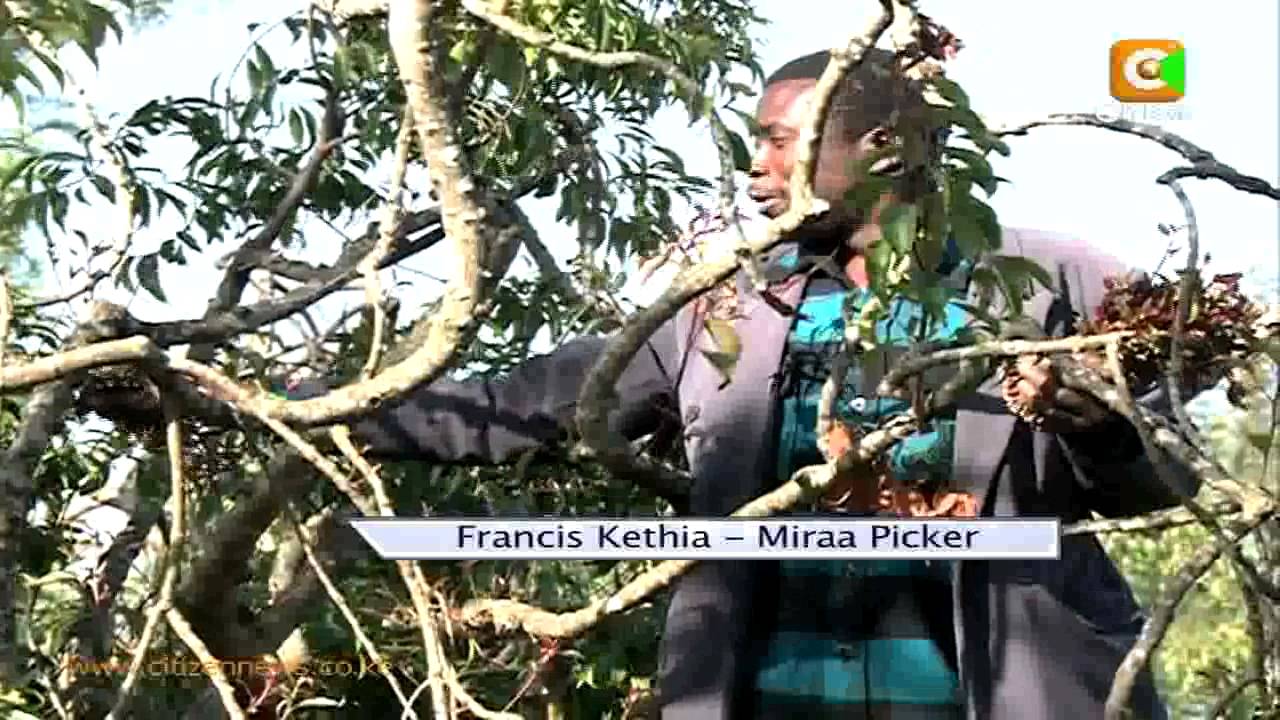 The Miraa'cle Tree