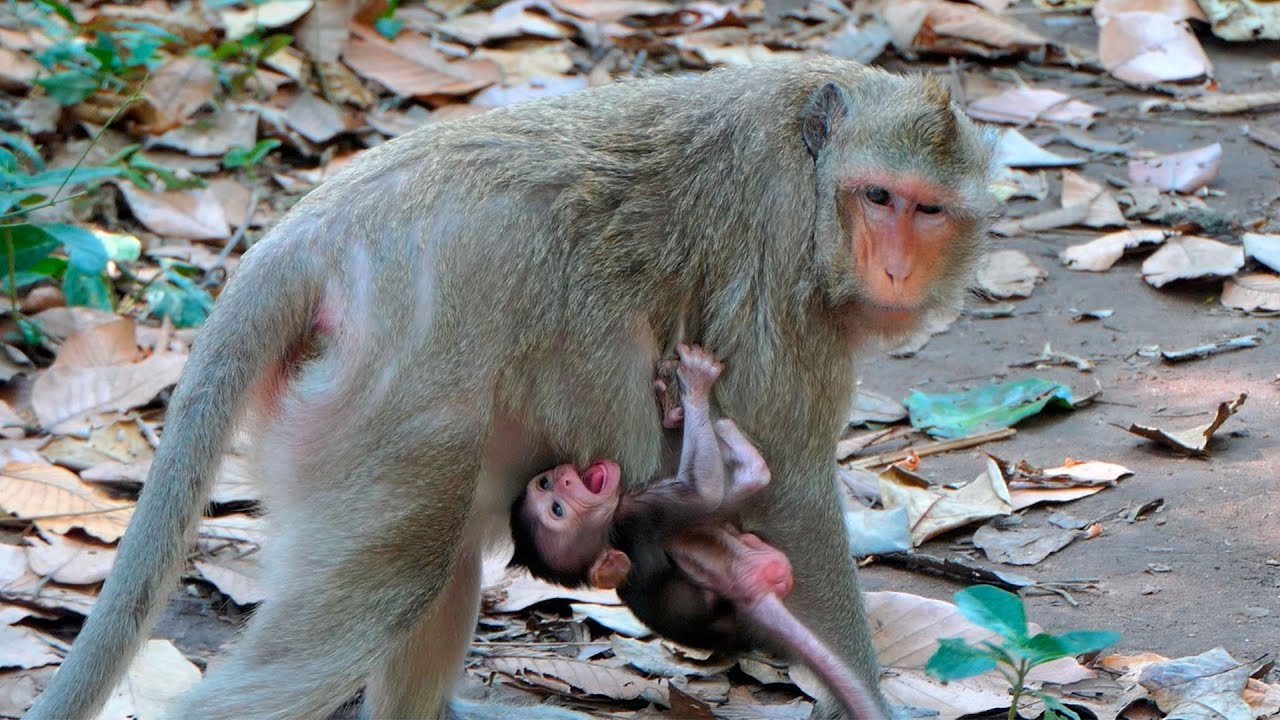 Tiny Baby Monkey Begs for Milk While Mother Monkey Stays Firm Yet Gentle With Her Sweet Little One