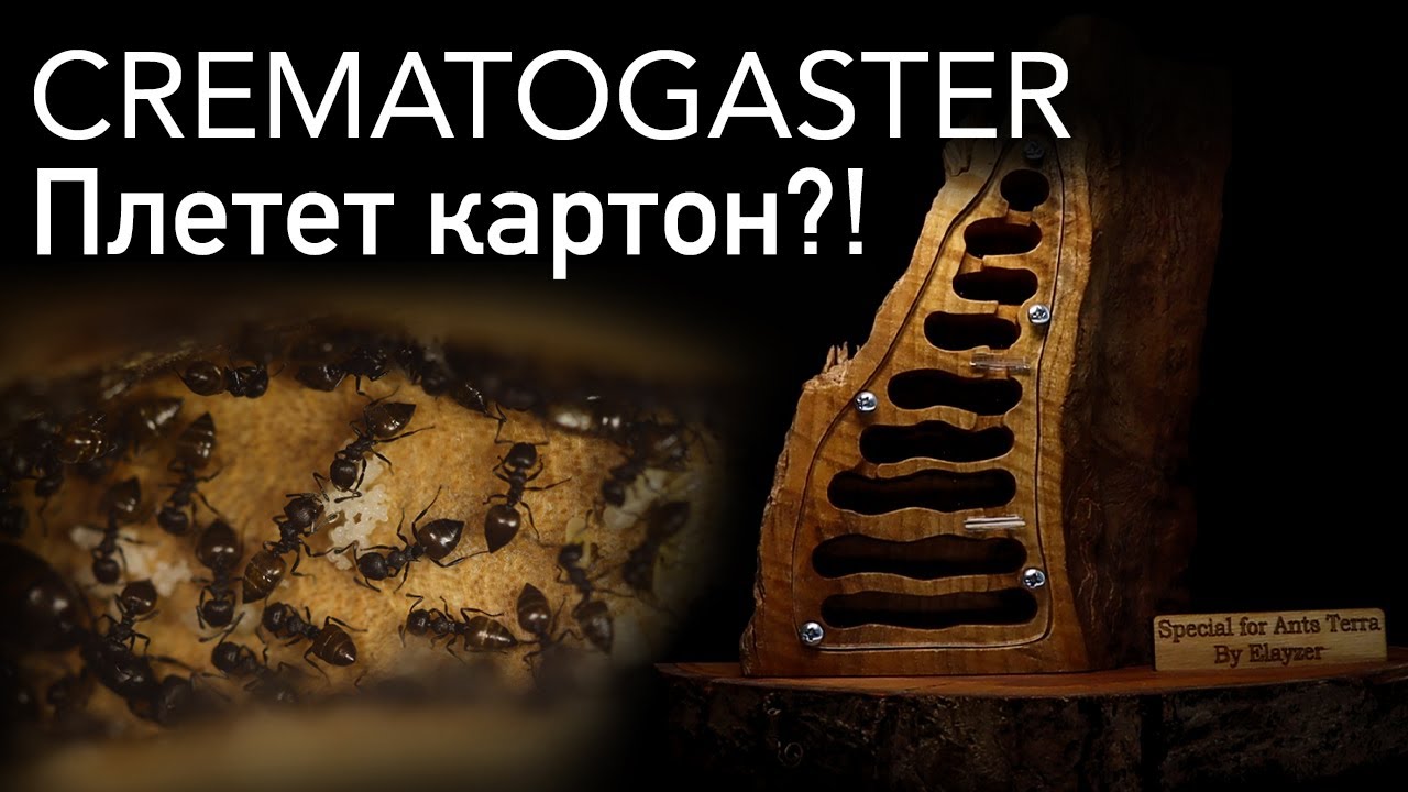 Муравьи из Танзании! Crematogaster chiarini